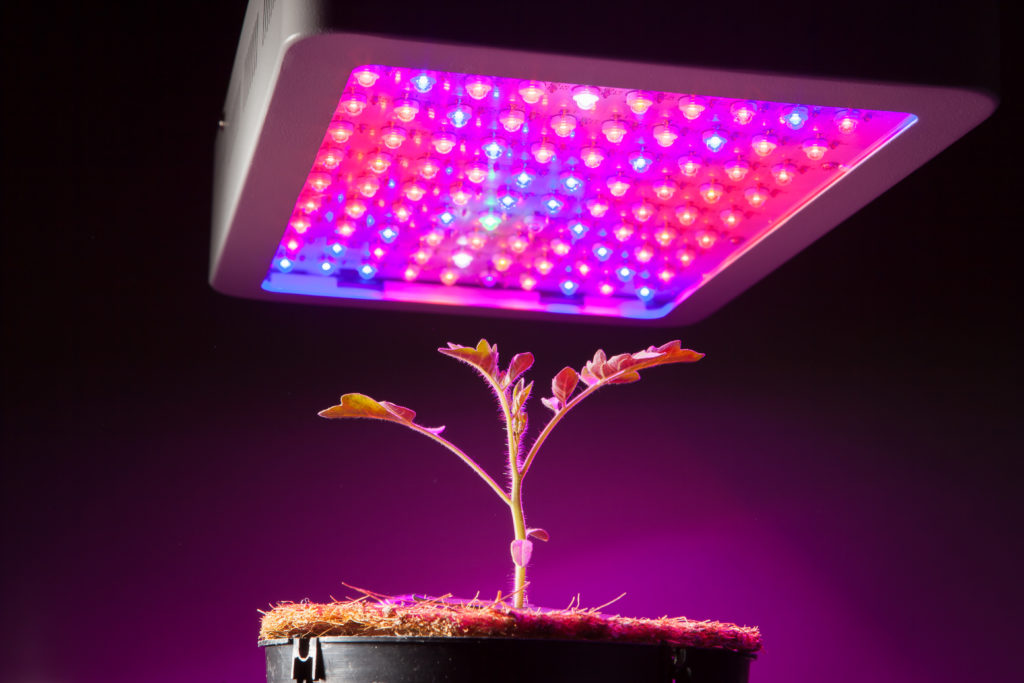cohete De nada Disciplina Iluminación LED para cultivos de horticultura - Trébol