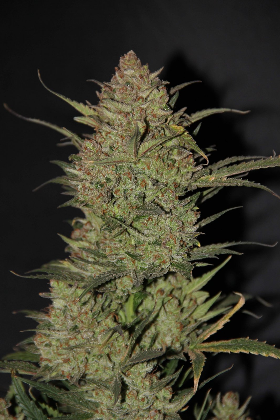 cdfd5ffca27a9652ec24960f9b999fbd