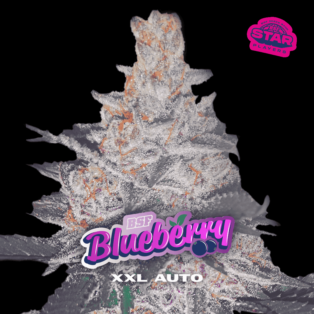 blueberry-xxl-auto-1