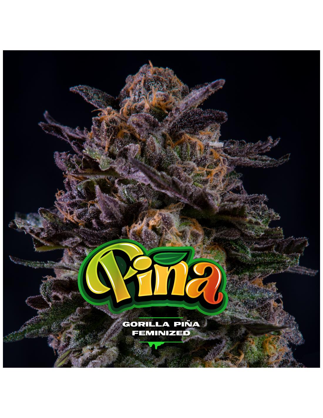 gorilla-pina-x4 (1)