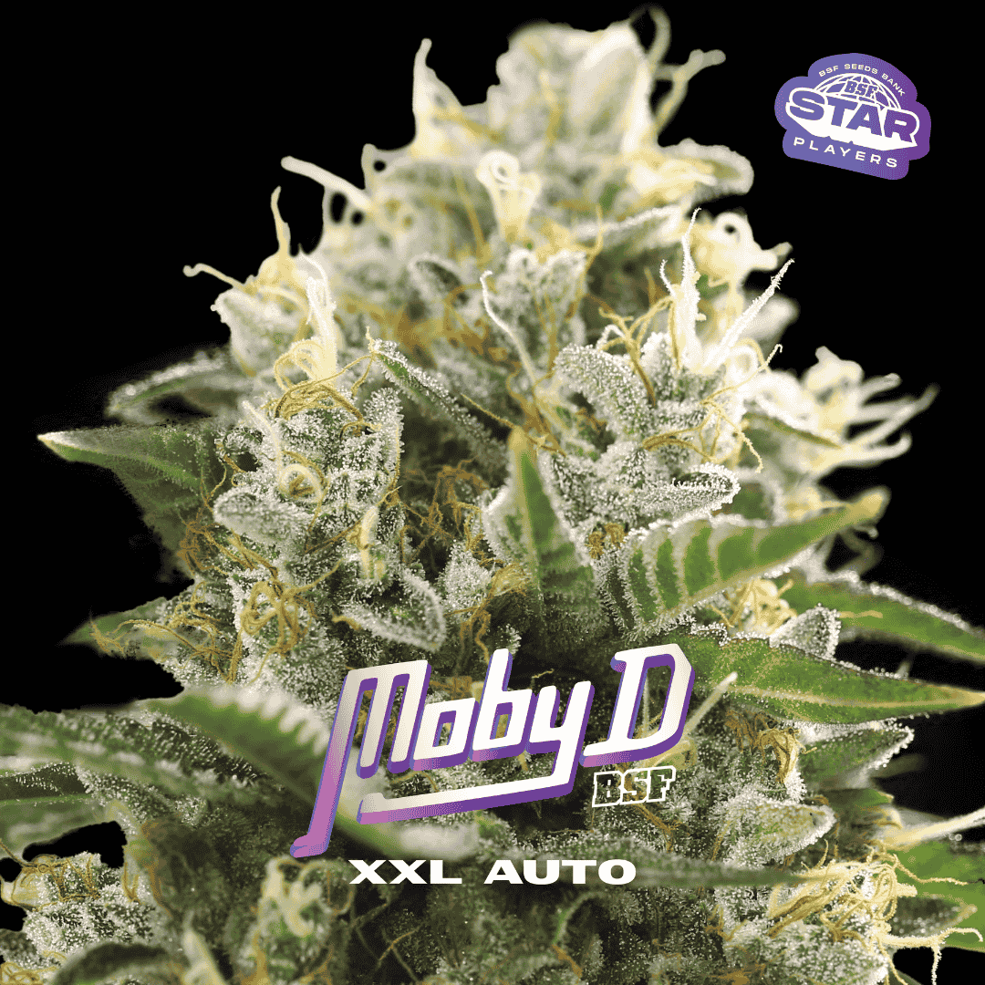 moby-d-xxl-auto-2